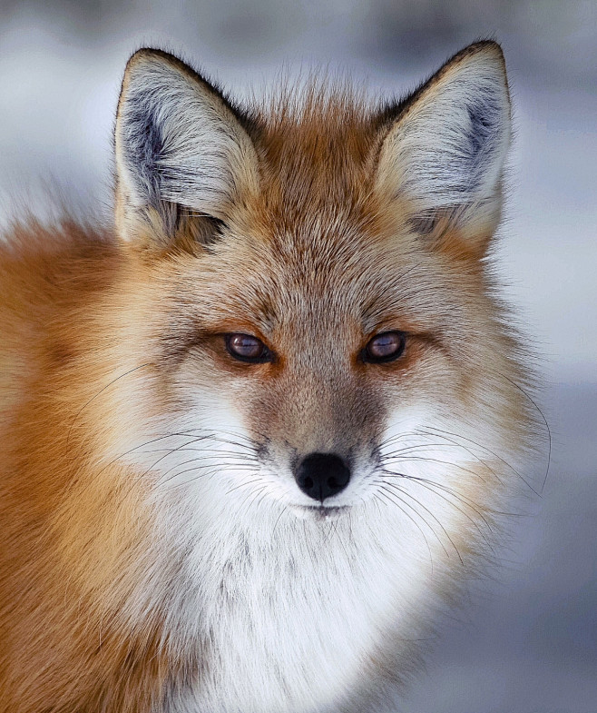 猫有猫的烦恼从洋剌子转采于2019-09-19 09:51:44狐狸1喜欢小动物猫有