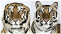 迷人的稀有孟加拉虎的特写肖像 | 美国南卡罗来纳州稀有物种研究所（TIGERS）的创始人，外来动物训练师 Dr. Bhagavan Antle