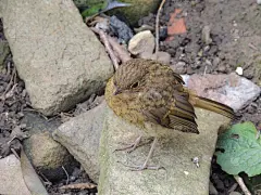 长羽毛纱管3