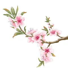 梅花  - 源文件下载【酷图网】春天,花朵,立春,美丽,好看
