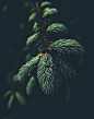 Tree, branch, water, pine and water drop HD photo by Alexandre Guimont (@guimz_visuals) on Unsplash : Download this photo in Sorel, Canada by Alexandre Guimont (@guimz_visuals)