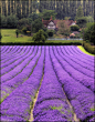 Lavender Rows -Gorgeous Garden !