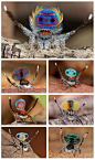 Meet the Peacock spider (Maratus volans) - a species of jumping spider native to eastern Australia. Only 5mm in length, it is only the males that have this bright colouring.