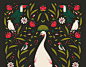 Birds of Paradise : A personal project celebrating the beautiful birds in the world.