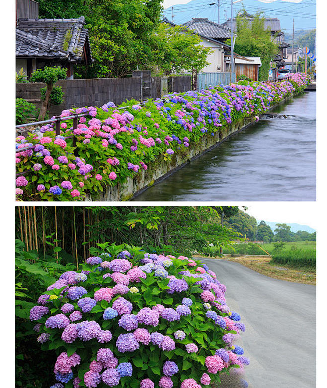 高档花卉绣球花苗盆栽无尽夏阳台庭院别墅花...