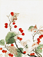 手绘樱桃树_新图网ixintu.com