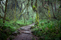 Path in jungle rainforest, Machame Route, Kilimanjaro by Andriy Babets on 500px