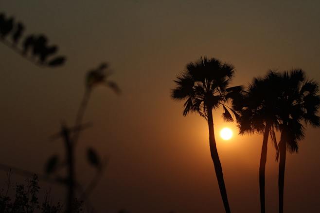 silhouette of palm t...
