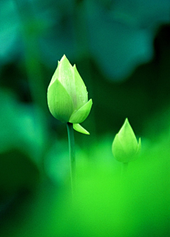 晴空彩虹采集到那些花儿