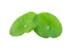 一枝啊采集到素材·植物