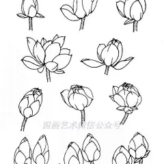 国画素材丨线描荷花画法_【快资讯】