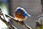 Tiny Wet Bird 2 by Tailgun2009