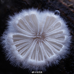 张大神采集到树和花呀叶呀
