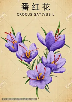 中草药番红花插画