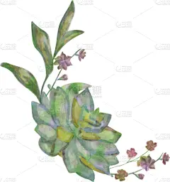 水彩画,肉质植物,白色,有机食品,自然,粉色,图像,仙人掌,绘制,花