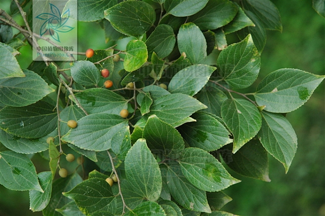 朴树叶片