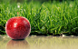 Food - Apple  Fruit Wallpaper