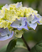 Photograph Blue Hydrangeas by Ellie Grace Images  on 500px