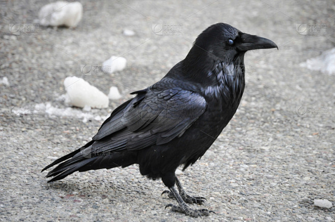 cape rook,乌鸦,喙,水平画幅,智慧,动物,鸟类,翎毛,捕食,摄影