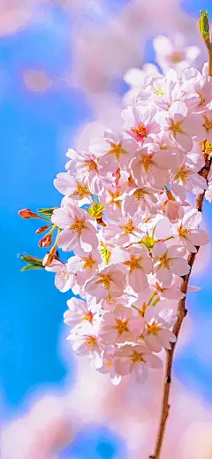 原图壁纸：等到春暖花开的季节，我们一定要见一面-今日头条