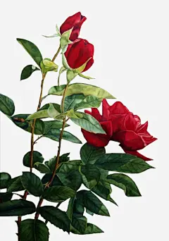 花卉插画绿植花草_新图网 https://ixintu.com 水彩花草 国画花卉素材 花卉设计素材 庆典花草 线描花卉