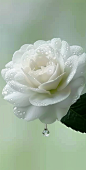 hoozapoppinc9175_White_camellia_with_dew_on_its_petals_against__7e4de86e-aabb-4d53-9a34-ce656e55d869