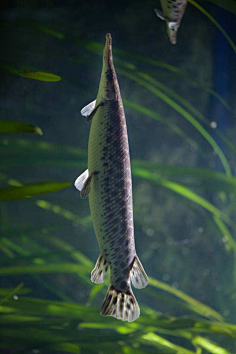 鱼,珊瑚,海洋生物-花瓣网|陪你做生活的设计师 | 海洋之舟可爱的企鹅