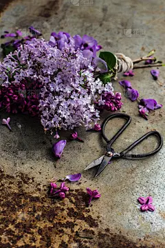 金属背景上的丁香花