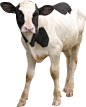 cow PNG