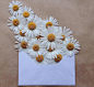Anna Remarchuk:信封里的花卉艺术
