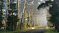 46337-nature-morning-road-sunlight-forest-3840x2160.jpg (3840×2160)