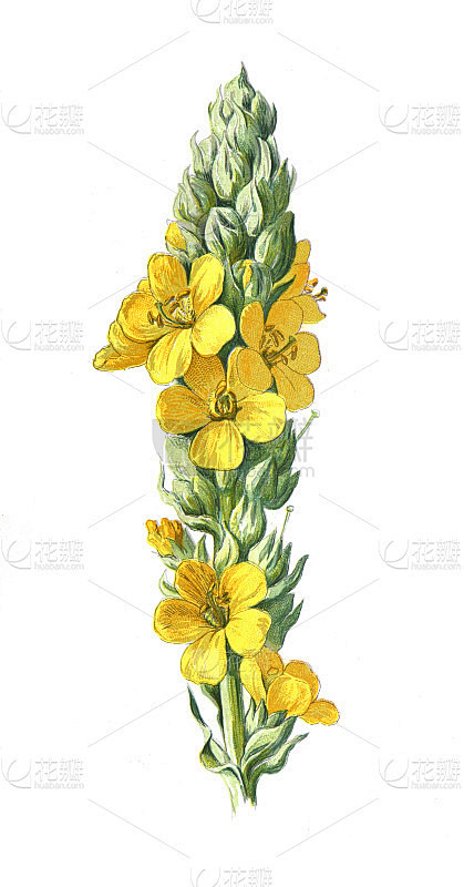 大毛蕊花或毛蕊花或大毛蕊花或普通毛蕊花。仿古手绘花卉插画。古董花。野花插图。19世纪。