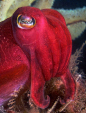 Sepia mestus, Red cuttlefish