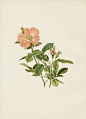 Ellen Willmott Rose Prints 1914 from The Genus Rosa