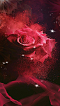 玫瑰花朵平铺背景新图网 https://ixintu.com 玫瑰 花朵 平铺 花 星海 化妆品背景 热烈 热情 红色背景