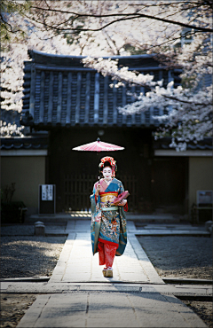 落花king采集到艺伎