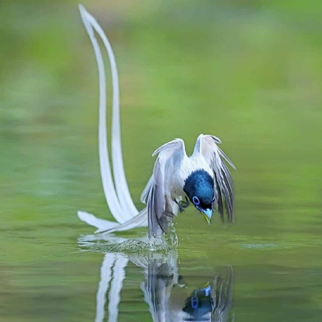 如仙子般优雅的白色绶带鸟