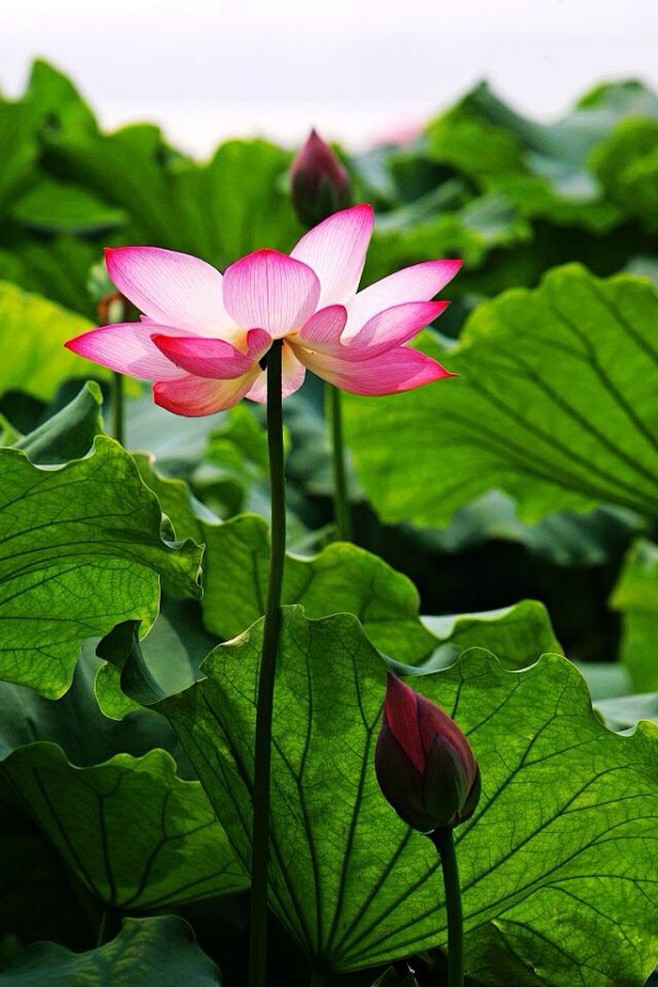 心似莲花开