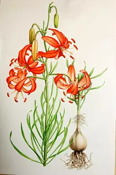 水彩画 - 堆糖，美图壁纸兴趣社区