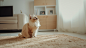 ls7623_A_ragdoll_cat_sits_on_the_floor_smiling_happily_at_an_em_1d40519d-c653-4e80-939c-49a4142db050