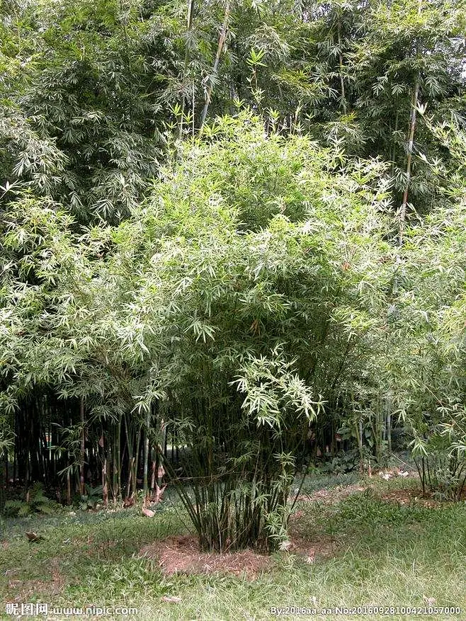 C-慈孝竹2图片_竹类图片素材-花瓣网