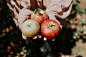 Apple, orchard, apple picking and nature HD photo by Natalie Collins (@missnjc) on Unsplash : Download this photo in Hendersonville, United States by Natalie Collins (@missnjc)