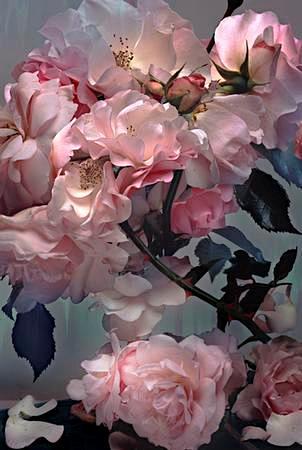 Nick Knight Roses | ...