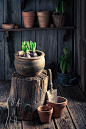 Green plants and clay flower pots by shaiith on 500px