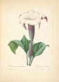 [皮埃尔-约瑟夫·雷杜德的植物图谱].Choix.des.Plus.Belles.Fleurs_页面_045 -- TOPIT.ME 收录优美图片