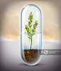 Illustrative image of plant growing in capsule representing natural medicine