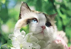 动物……喵喵！ - 堆糖，美图壁纸兴趣社区