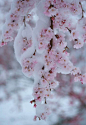 雪寂花枝