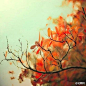 我的故事，从秋天的一片红叶开始。你是否也像一本书，诉说着无言的曾经。http://t.cn/RhZsPGB
