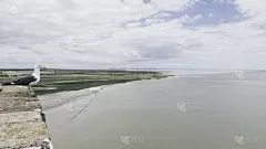 挑衅的海鸥